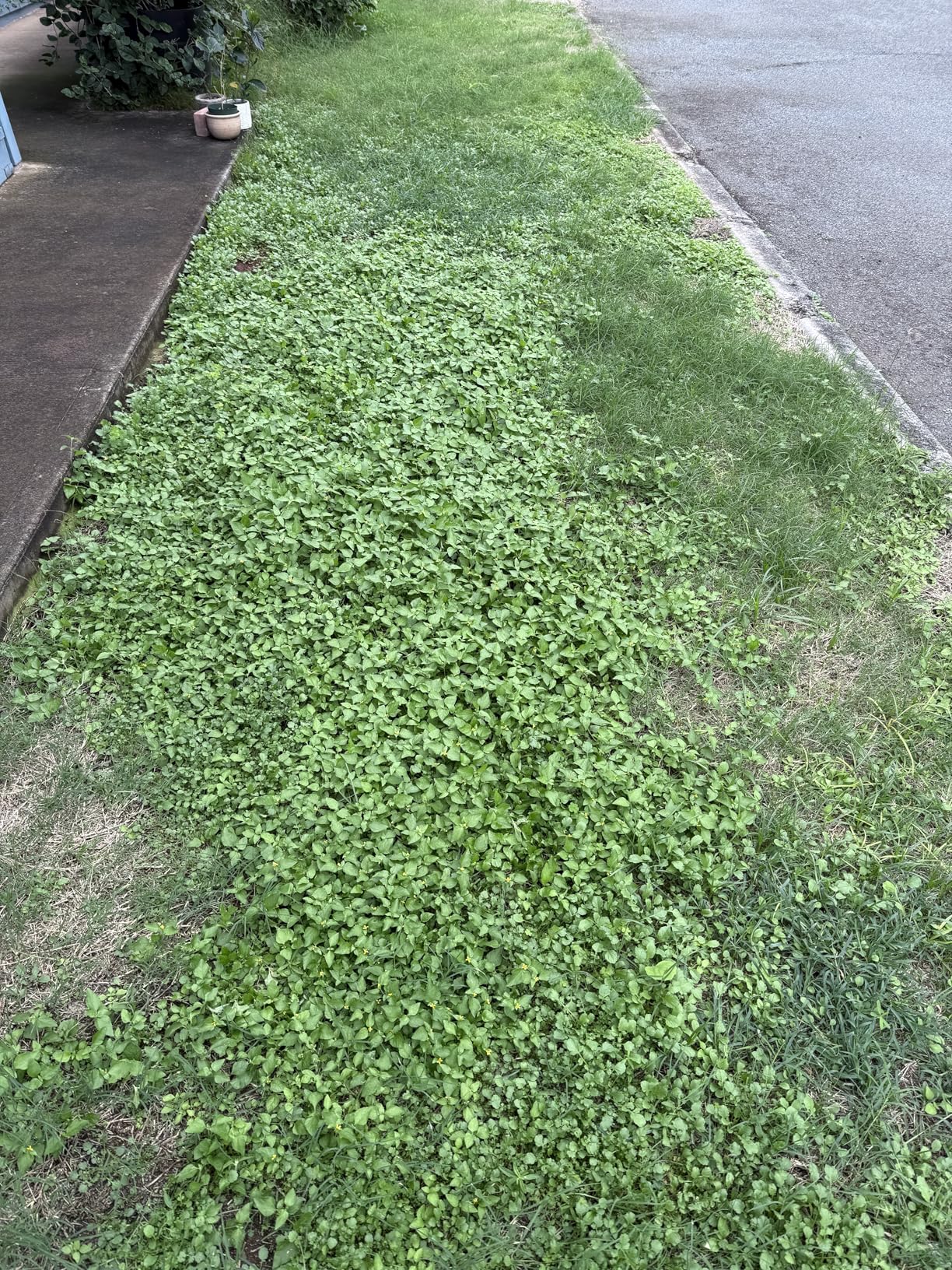American Lawn Mower Company 1804-18 18-Inch 5-Blade Walk Behind Reel Lawn Mower with Grass Catcher - Customer Photo 1