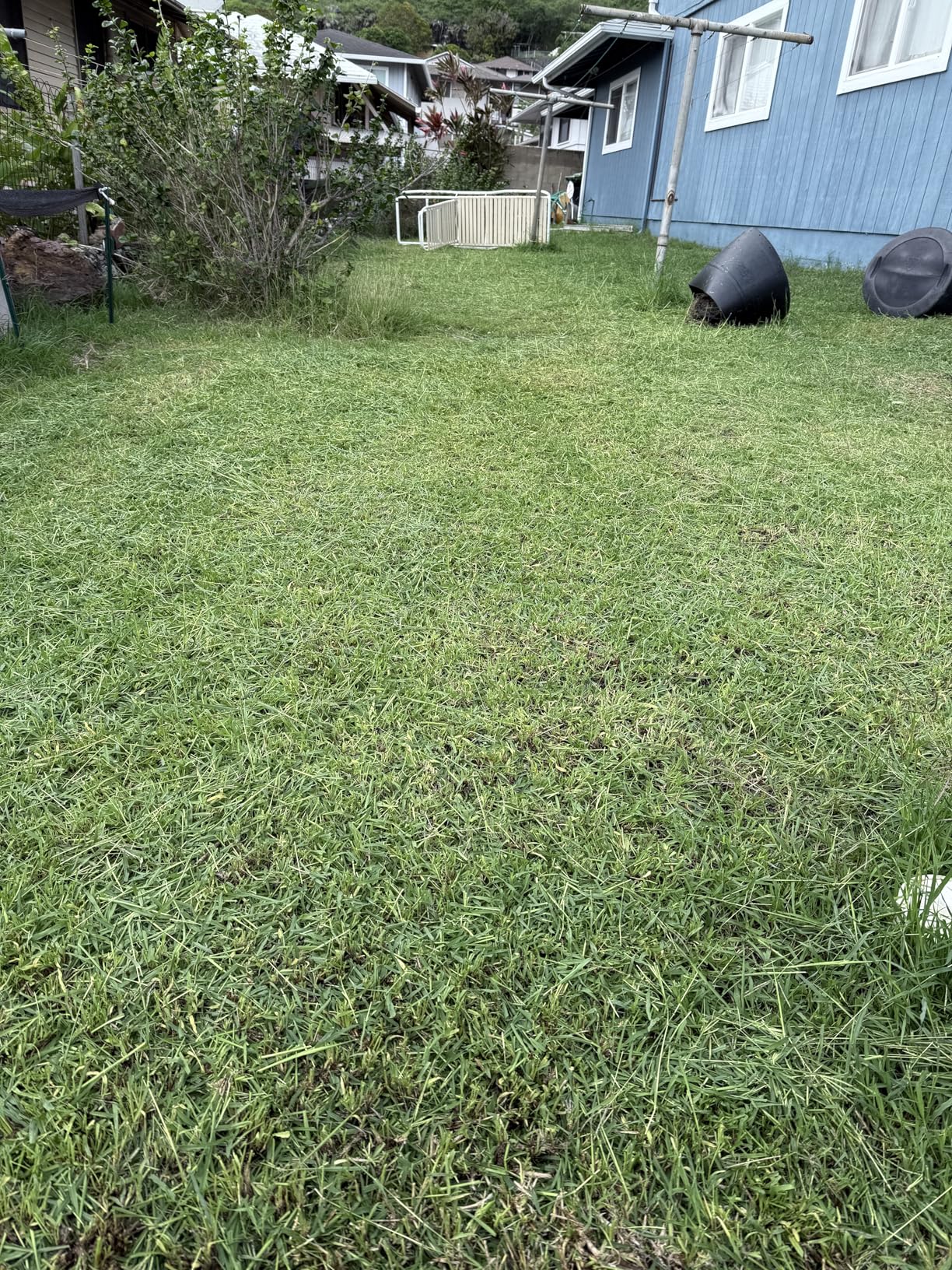 American Lawn Mower Company 1804-18 18-Inch 5-Blade Walk Behind Reel Lawn Mower with Grass Catcher - Customer Photo 2
